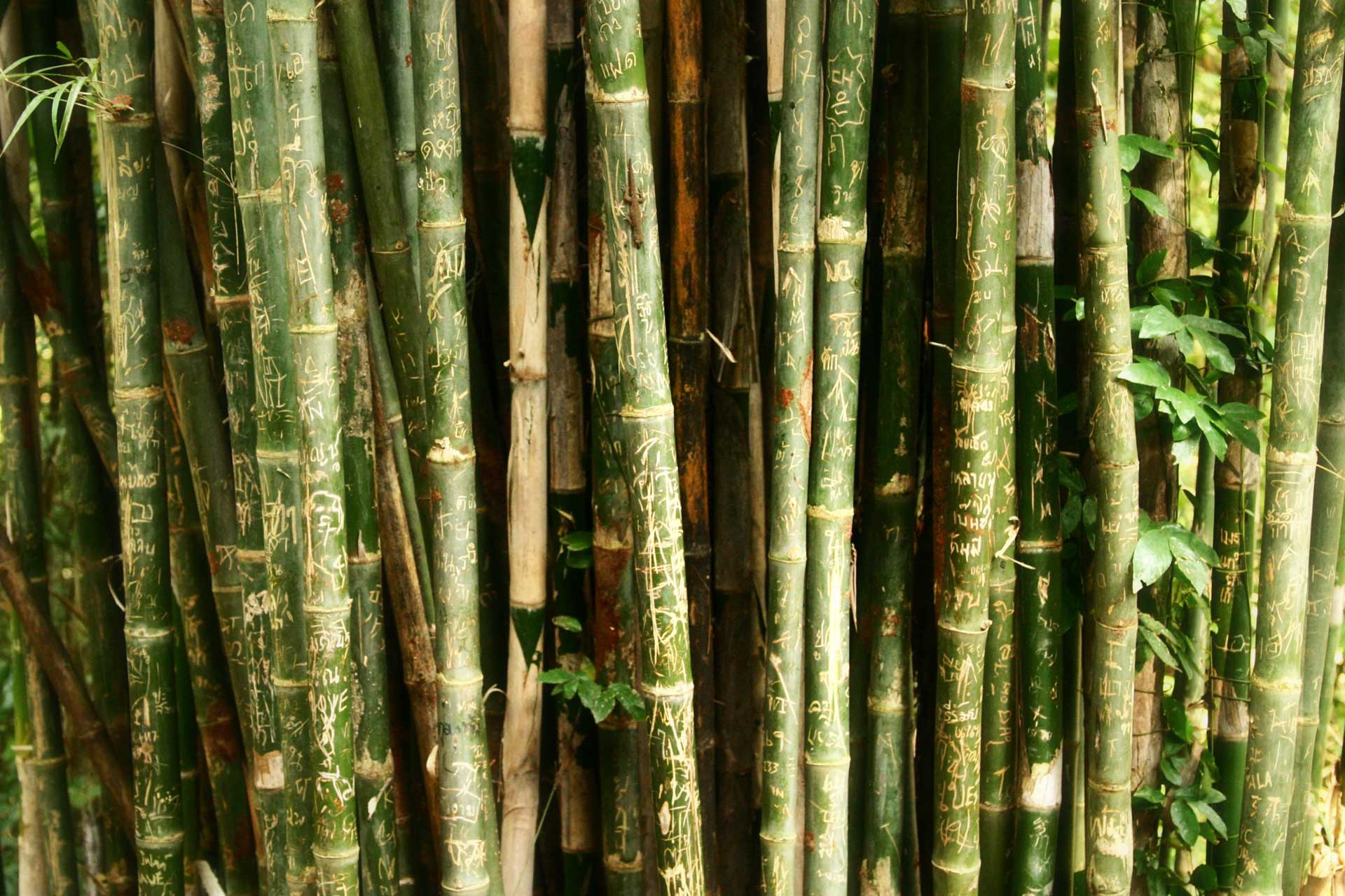 sfondo con canne di bamboo